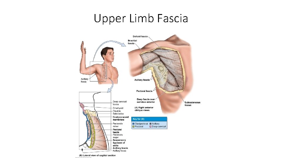 Upper Limb Fascia 