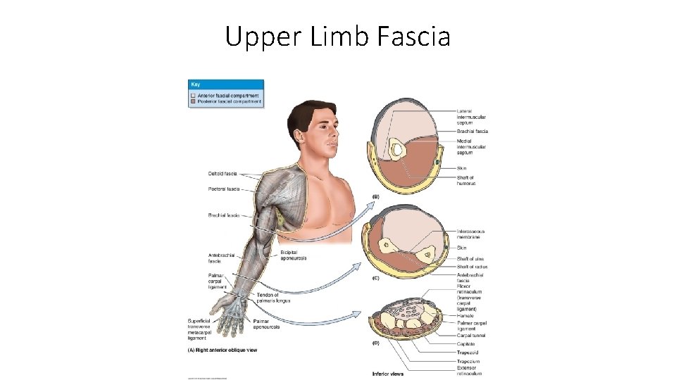 Upper Limb Fascia 