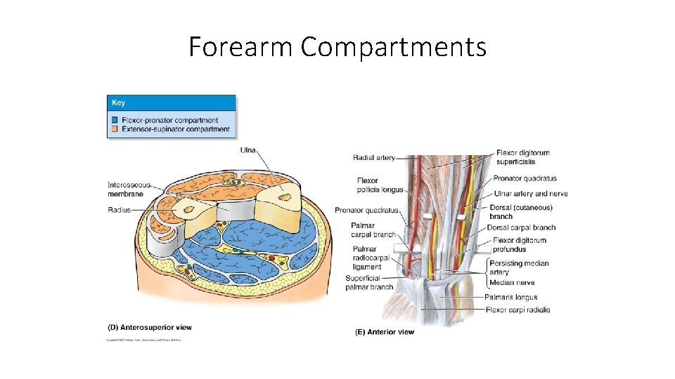 Forearm Compartments 