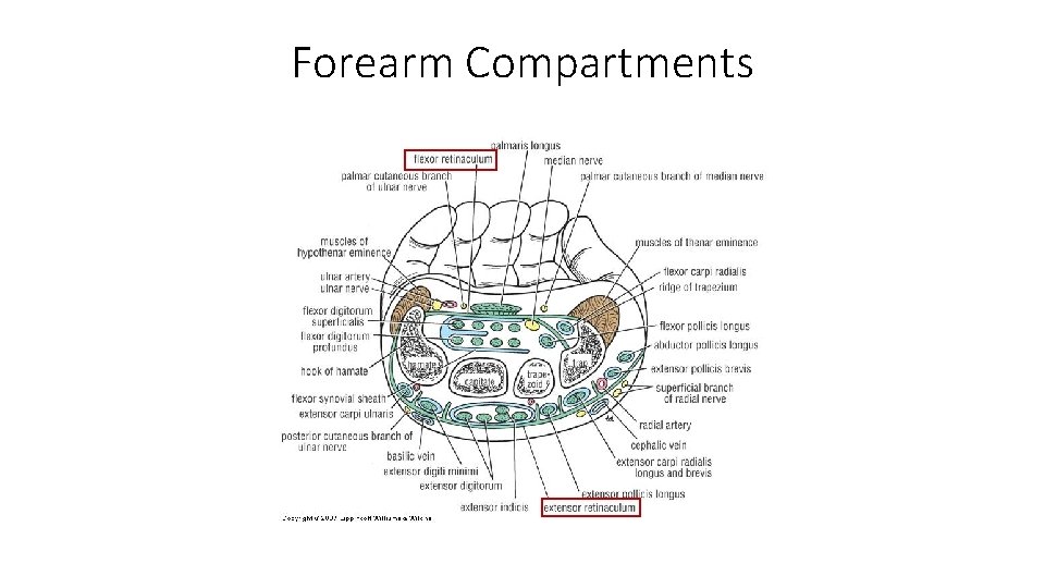 Forearm Compartments 