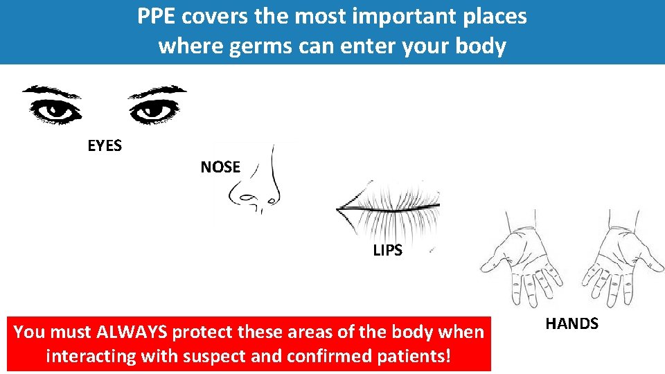 PPE covers the most important places where germs can enter your body EYES NOSE