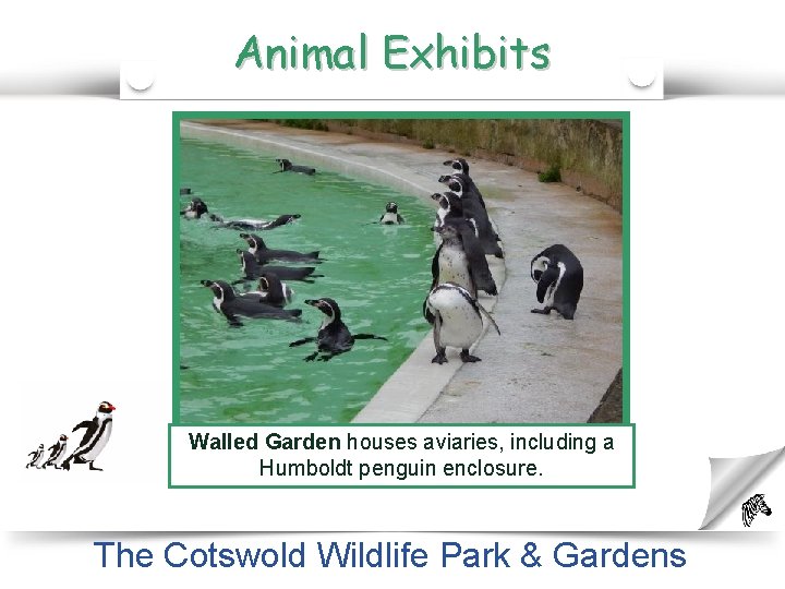 Animal Exhibits Walled Garden houses aviaries, including a Humboldt penguin enclosure. The Cotswold Wildlife