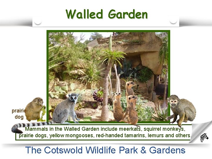Walled Garden prairie dog Mammals in the Walled Garden include meerkats, squirrel monkeys, prairie