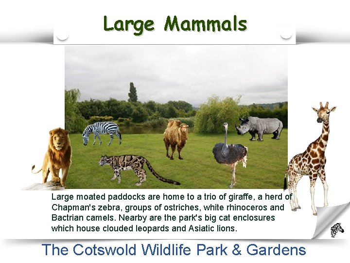 Large Mammals Large moated paddocks are home to a trio of giraffe, a herd