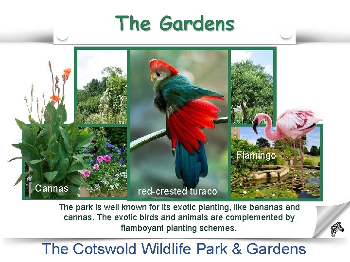 The Gardens Flamingo Cannas red-crested turaco The park is well known for its exotic