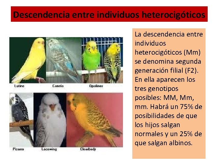 Descendencia entre individuos heterocigóticos La descendencia entre individuos heterocigóticos (Mm) se denomina segunda generación