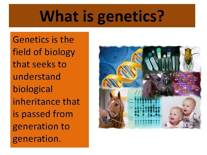 What is genetics? Genetics is the field of biology that seeks to understand biological