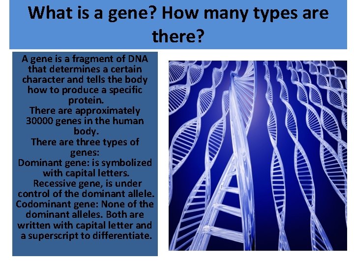 What is a gene? How many types are there? A gene is a fragment