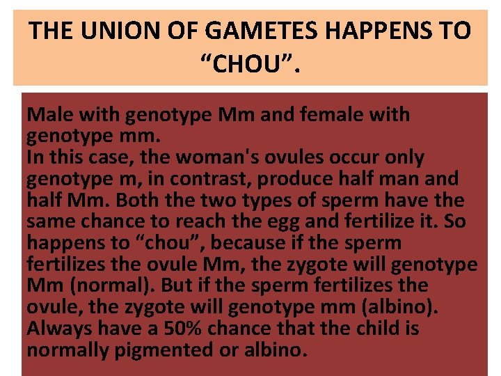 THE UNION OF GAMETES HAPPENS TO “CHOU”. Male with genotype Mm and female with