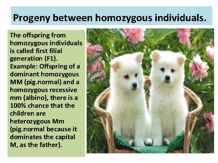 Progeny between homozygous individuals. The offspring from homozygous individuals is called first filial generation