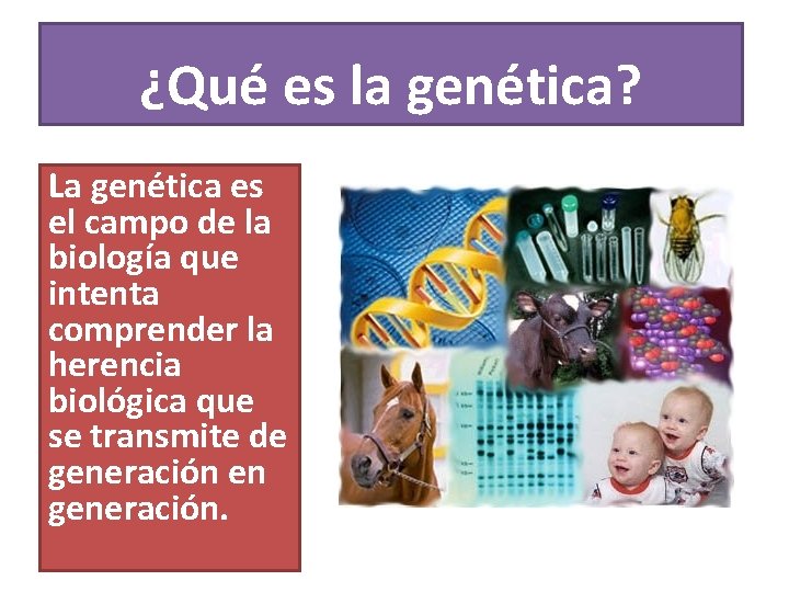 ¿Qué es la genética? La genética es el campo de la biología que intenta