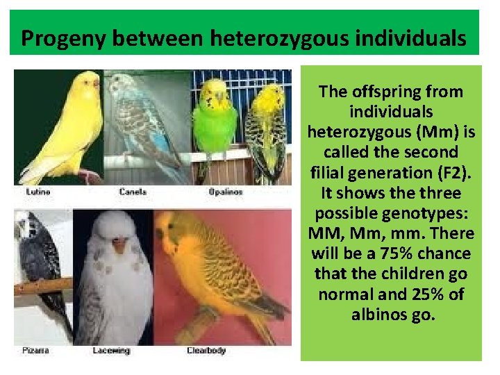 Progeny between heterozygous individuals The offspring from individuals heterozygous (Mm) is called the second