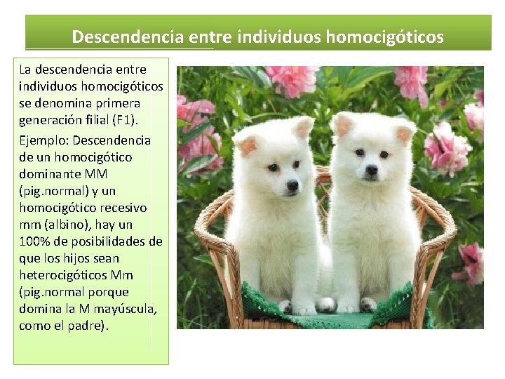 Descendencia entre individuos homocigóticos La descendencia entre individuos homocigóticos se denomina primera generación filial
