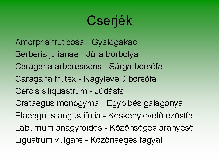 Cserjék Amorpha fruticosa - Gyalogakác Berberis julianae - Júlia borbolya Caragana arborescens - Sárga Cserjék Amorpha fruticosa - Gyalogakác Berberis julianae - Júlia borbolya Caragana arborescens - Sárga