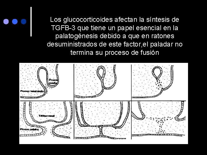 Los glucocorticoides afectan la síntesis de TGFB-3 que tiene un papel esencial en la