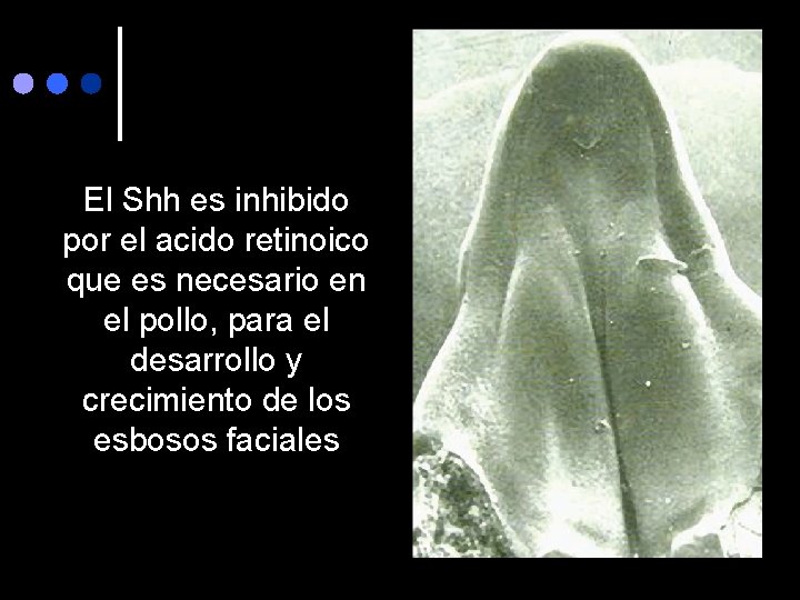 El Shh es inhibido por el acido retinoico que es necesario en el pollo,