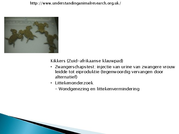http: //www. understandinganimalresearch. org. uk/ Kikkers (Zuid-afrikaanse klauwpad) • Zwangerschapstest: injectie van urine van
