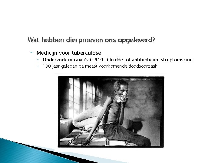 Wat hebben dierproeven ons opgeleverd? Medicijn voor tuberculose ◦ Onderzoek in cavia’s (1940+) leidde