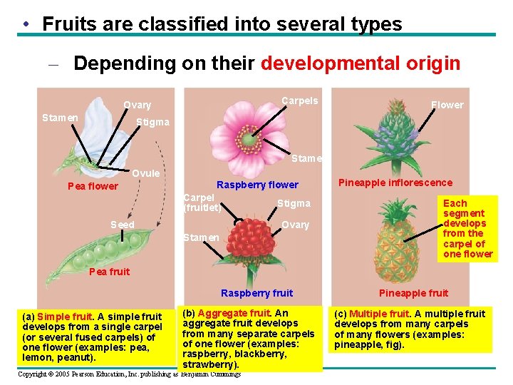 5 Chapter 38 Angiosperm Reproduction And Biotechnology Power