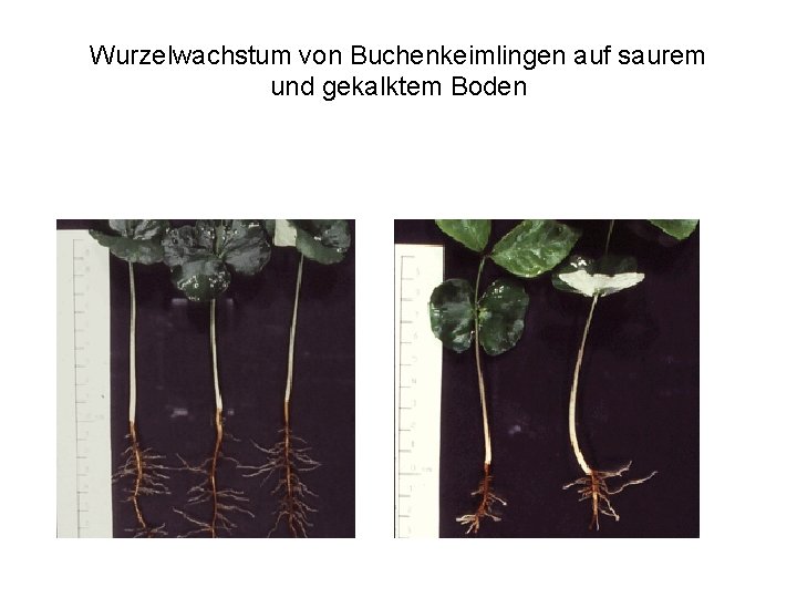 Wurzelwachstum von Buchenkeimlingen auf saurem und gekalktem Boden 