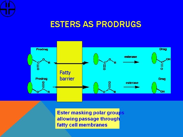 ESTERS AS PRODRUGS Fatty barrier 