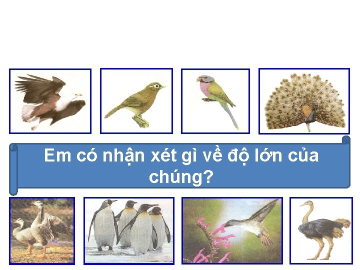 Em có nhận xét gì về độ lớn của chúng? 