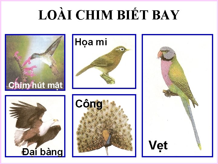 LOÀI CHIM BIẾT BAY Họa mi Chim hút mật Công Đại bàng Vẹt 