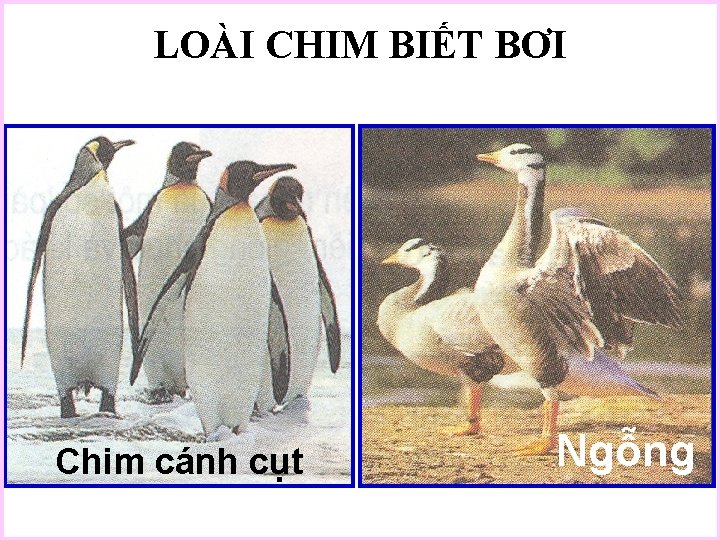 LOÀI CHIM BIẾT BƠI Chim cánh cụt Ngỗng 