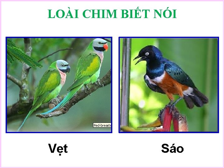 LOÀI CHIM BIẾT NÓI Vẹt Sáo 