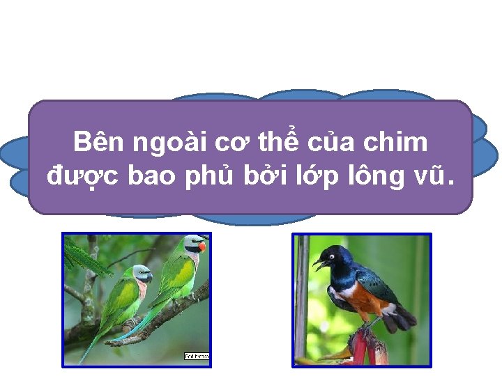 Bên ngoài cơ thể của chim được bao phủ được baobằng phủ bởi lớp