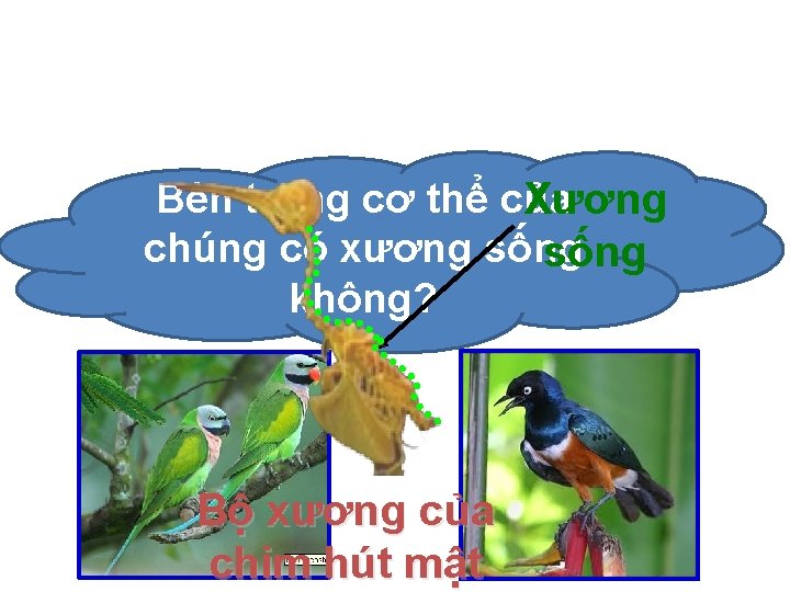 Bên trong cơ thể của Xương chúng có xương sống không? Bộ xương của