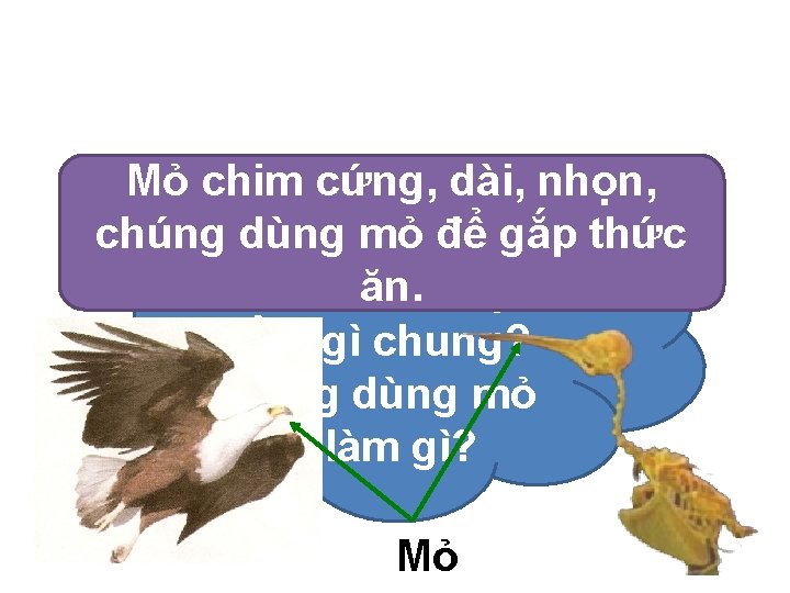 Mỏ chim cứng, dài, nhọn, chúng dùng mỏ để gắp thức ăn. Mỏ chim