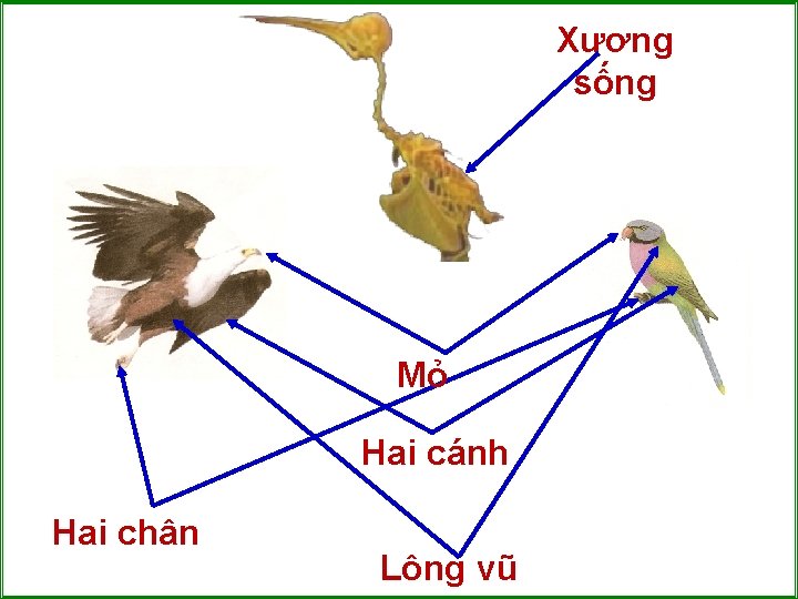 Xương sống Mỏ Hai cánh Hai chân Lông vũ 