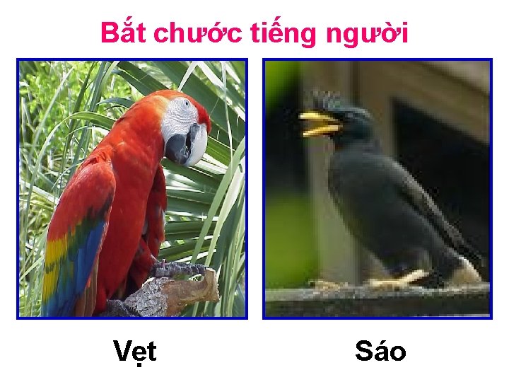 Bắt chước tiếng người Vẹt Sáo 