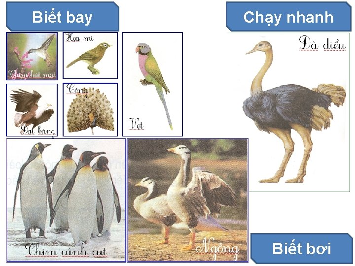 Biết bay Chạy nhanh Biết bơi 