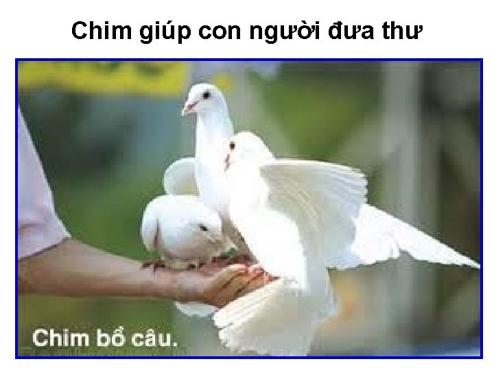 Chim giúp con người đưa thư 