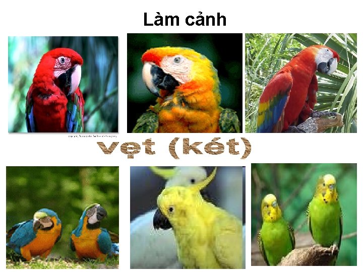 Làm cảnh 