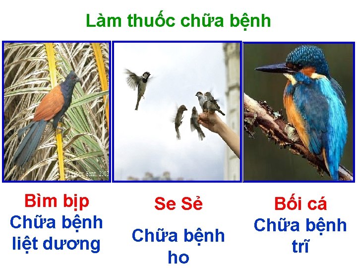 Làm thuốc chữa bệnh Bìm bịp Chữa bệnh liệt dương Se Sẻ Chữa bệnh