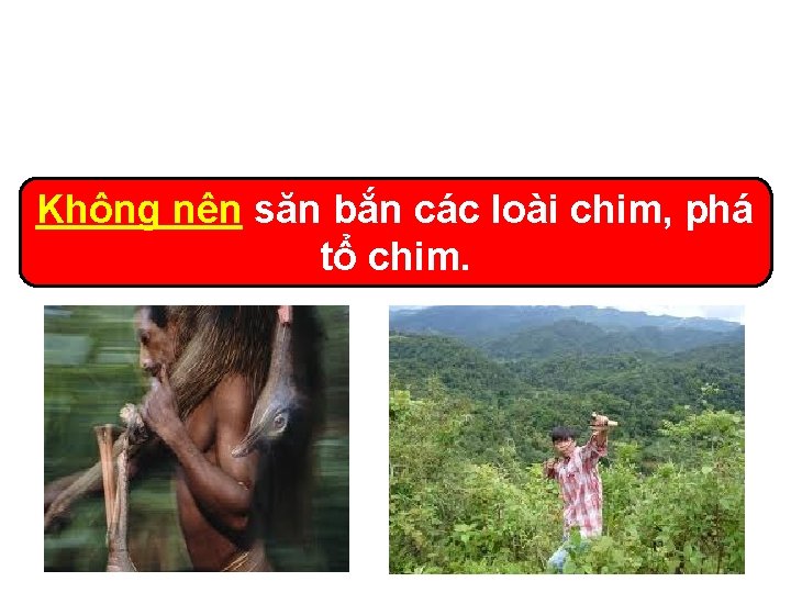 Không nên săn bắn các loài chim, phá tổ chim. 