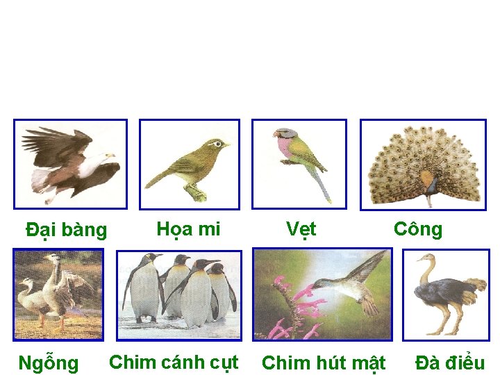 Đại bàng Ngỗng Họa mi Chim cánh cụt Vẹt Chim hút mật Công Đà