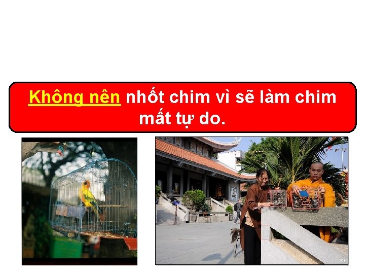 Không nên nhốt chim vì sẽ làm chim mất tự do. 