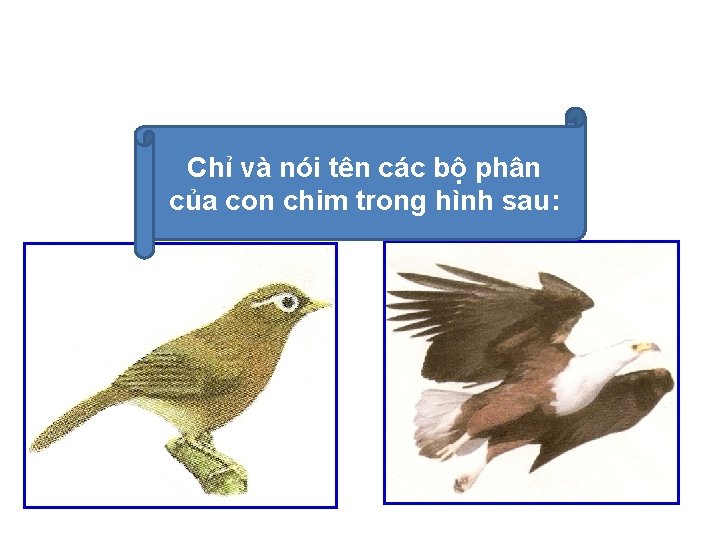 Chỉ và nói tên các bộ phân của con chim trong hình sau: 