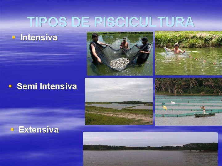 TIPOS DE PISCICULTURA § Intensiva § Semi Intensiva § Extensiva 