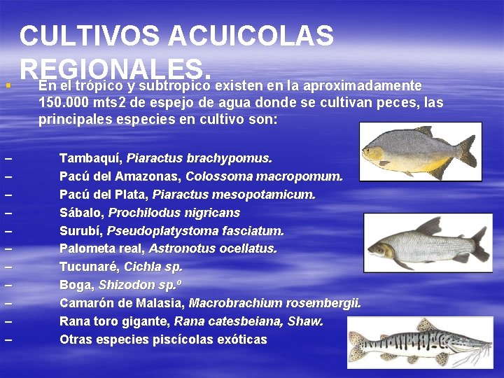 CULTIVOS ACUICOLAS REGIONALES. § En el trópico y subtropico existen en la aproximadamente 150.