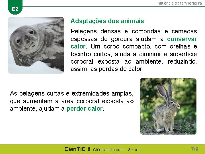 Influência da temperatura E 2 Adaptações dos animais Pelagens densas e compridas e camadas