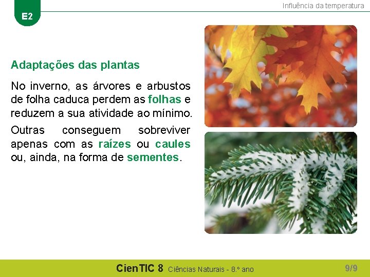 Influência da temperatura E 2 Adaptações das plantas No inverno, as árvores e arbustos