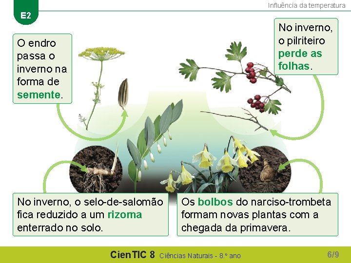 Influência da temperatura E 2 No inverno, o pilriteiro perde as folhas. O endro