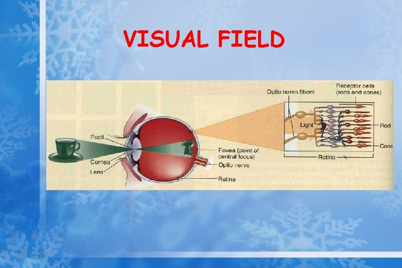 VISUAL FIELD 