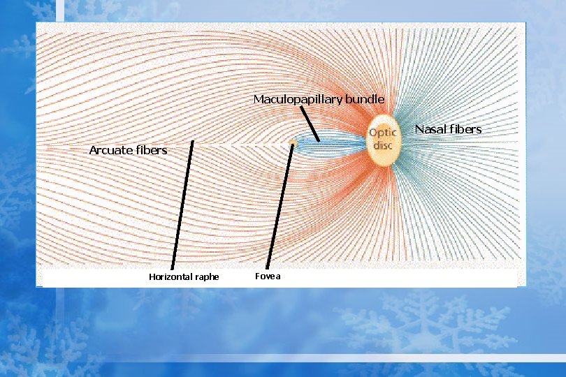 Maculopapillary bundle Nasal fibers Arcuate fibers Horizontal raphe Fovea 