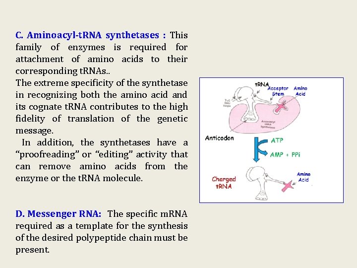 C. Aminoacyl-t. RNA synthetases : This family of enzymes is required for attachment of C. Aminoacyl-t. RNA synthetases : This family of enzymes is required for attachment of